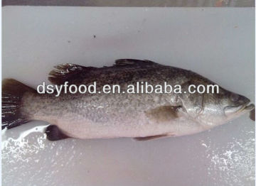 FROZEN BARRAMUNDI WHOLE ROUND/FILLET/ SEAFOOD
