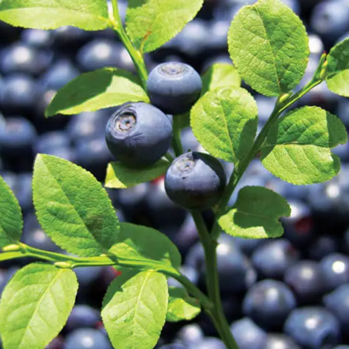 Eye Health European Bilberry Extract Powder