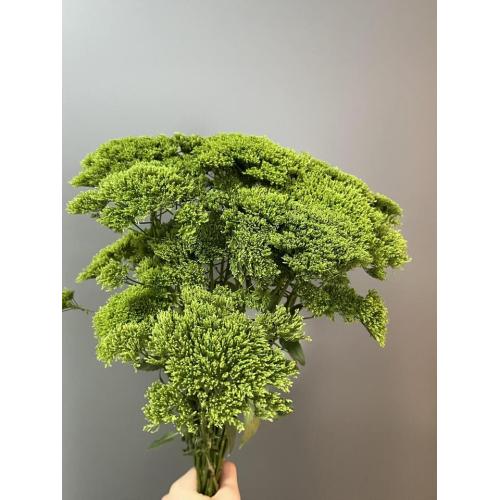 القصبة الهوائية الخضراء Caeruleum بالجملة للزينة الزفاف
