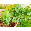 Pure Lycium Barbarum Extract Powder for Antioxidant Benefits