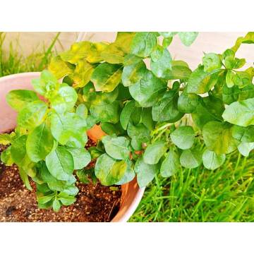 Pure Lycium Barbarum Extract Powder for Antioxidant Benefits