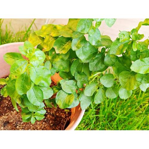 Pure Lycium Barbarum Extract Powder for Antioxidant Benefits