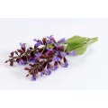 Clary Sage Extract / Salvia powder 10:1 20:1