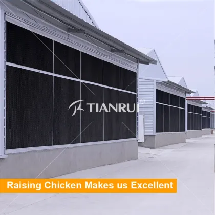 Design modern egg chicken farms