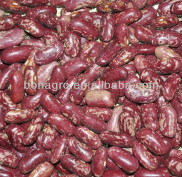red speckled kidney bean