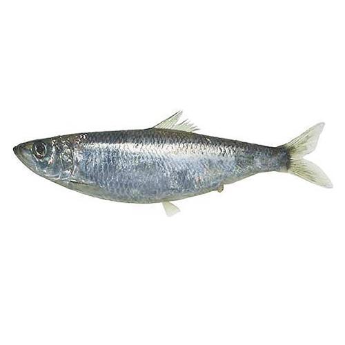 Canend Herring In Vegetable Oil Fish Canning Plant