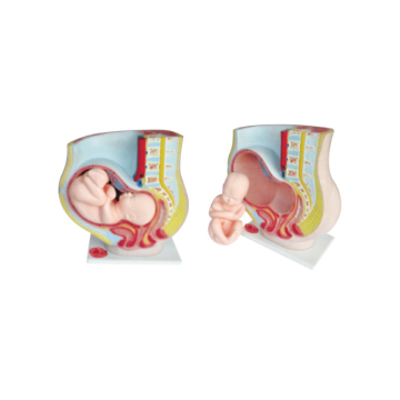 High-Quality Plastic Life-Size Female Pregnant Uterus Model: Anatomical Learning Aid