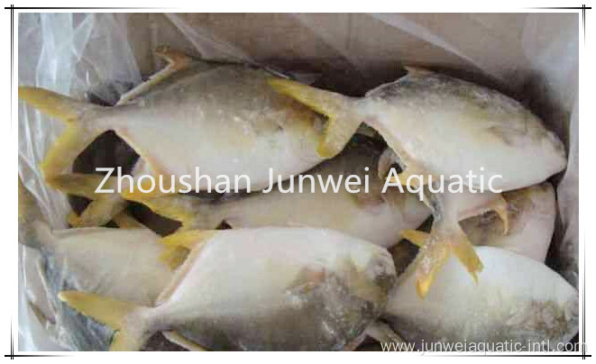 good quality frozen pomfret for market