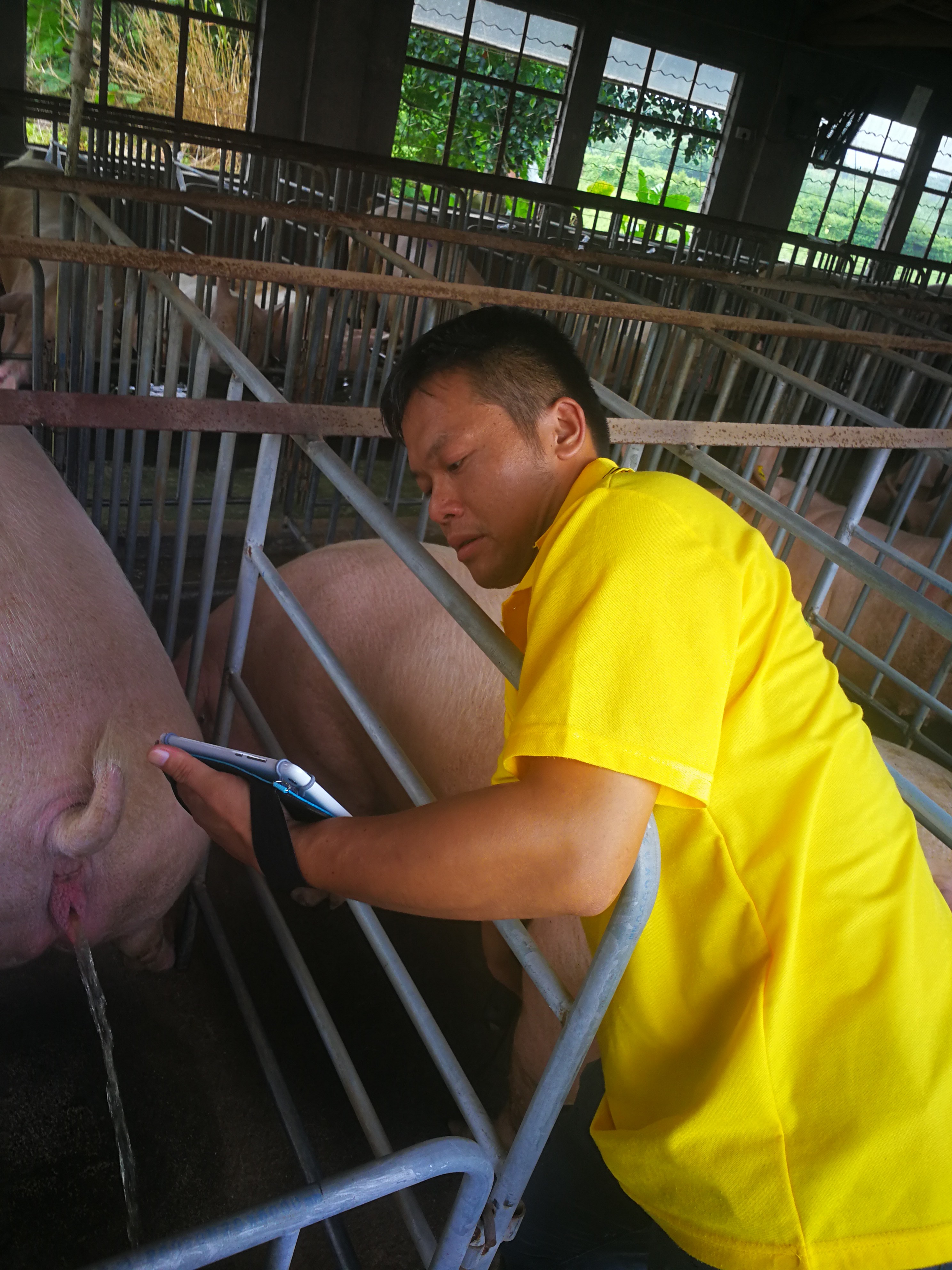 animal ultrasound