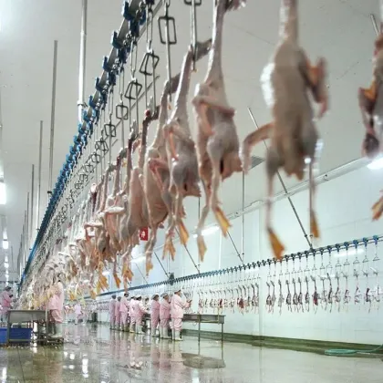 Steel Material Automatic Small Duck & Goose Slaughter Line Equipment for Poultry Farms