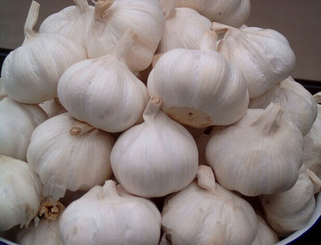 Yüksek kaliteli organik hardneck sarımsak için toptan fiyat