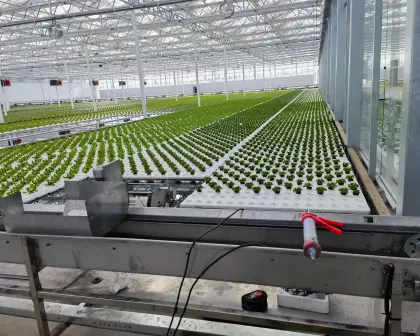 Seedling Raising Multi Type Agricultural Planting Greenhouse