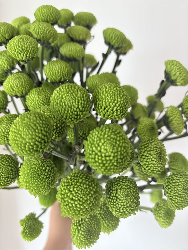 Ping pong chrysanthemum Green4