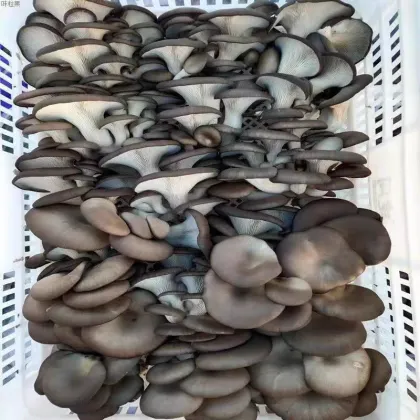 Embrace the Delicacy of Enoki Premium Mushroom Spawn