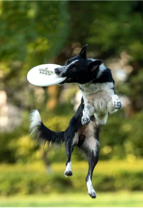 Rubber Dog Frisbee Toy - 8.5 Inch Durable Flying Disc