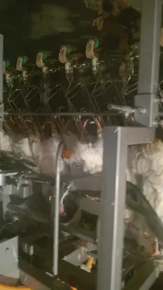 Chicken automatic killing machine