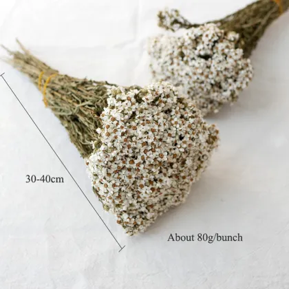 Wholesale Small White Dried Flowers and French White Plums