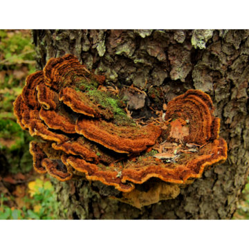 High Quality Natural Organic Phellinus Igniarius Extract Powder