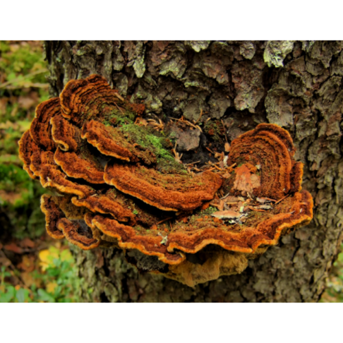 High Quality Natural Organic Phellinus Igniarius Extract Powder
