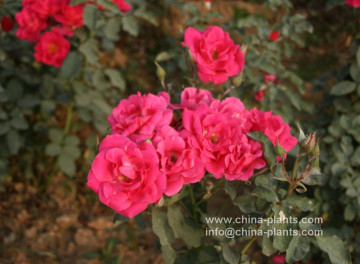 bare root rose seedlings for sale online