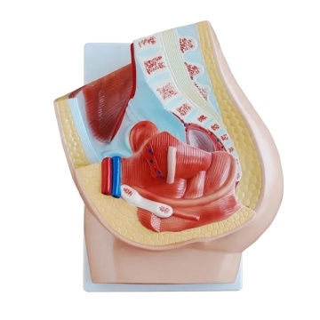 Darhmmy Female Pelvic Anatomical Model for Medical Science