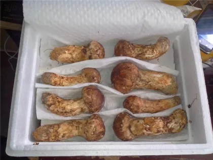 Wild Edible Fresh Matsutake Mushroom