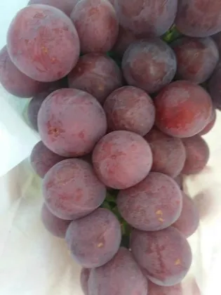 Fresh Global Red Grapes
