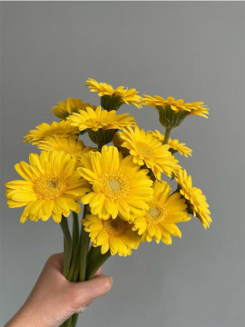 Gerbera Duckling standard chrysanthemum