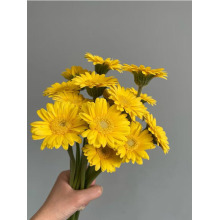 Gerbera Duckling standard chrysanthemum