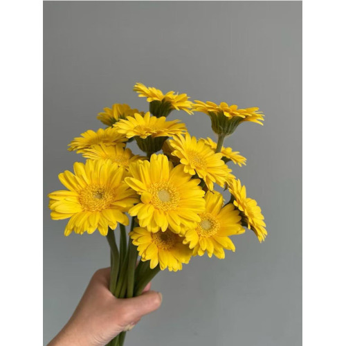 Gerbera হাঁসের আদর্শ চন্দ্রমল্লিকা