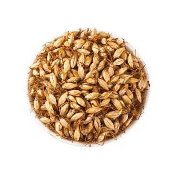 Healthy Dry-Fried Barley Sprout Product