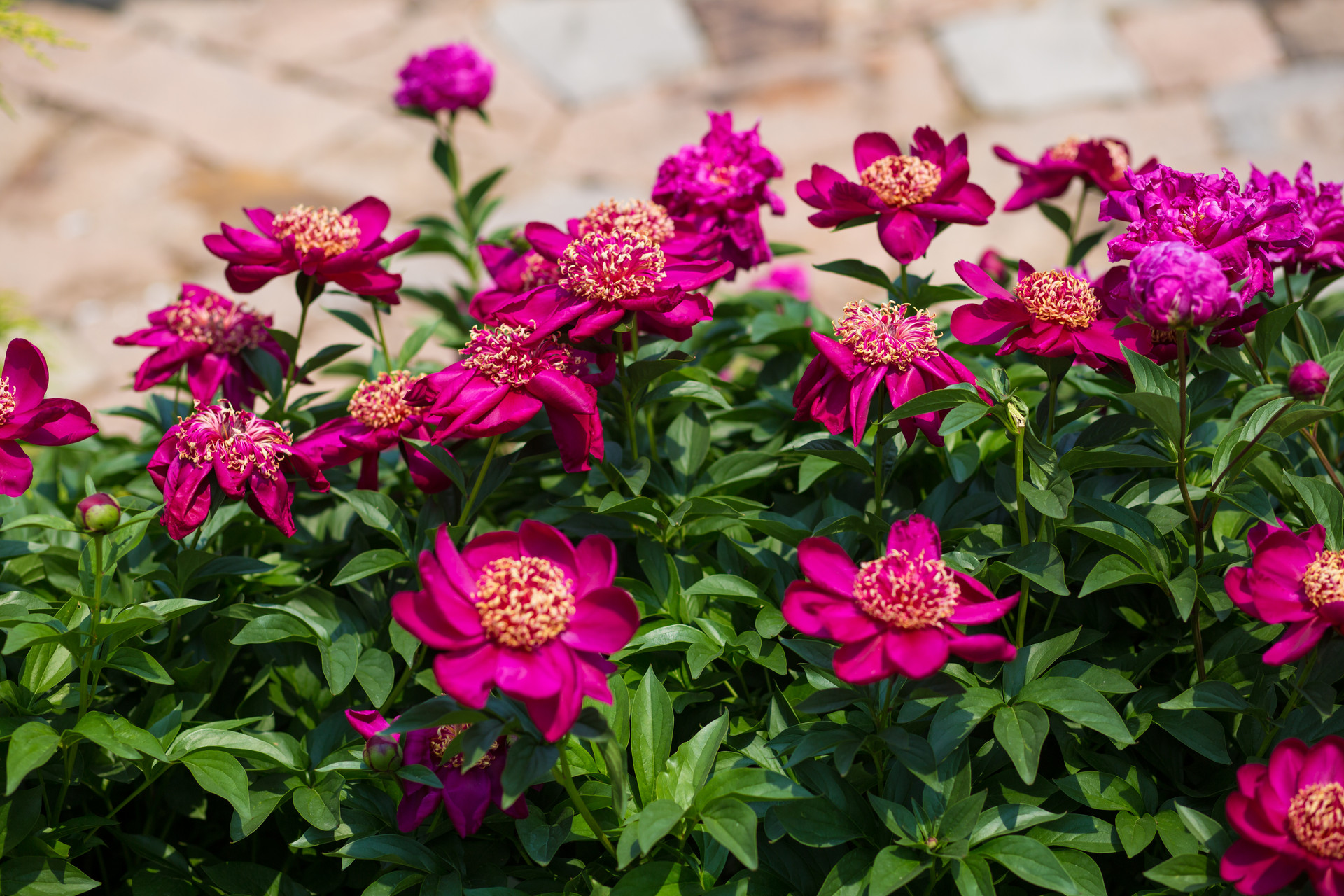 Peony