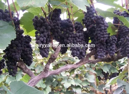 High Quality Newest Big Black Red Grape seeds for planting