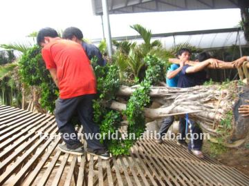 Ficus microcarpa loading container