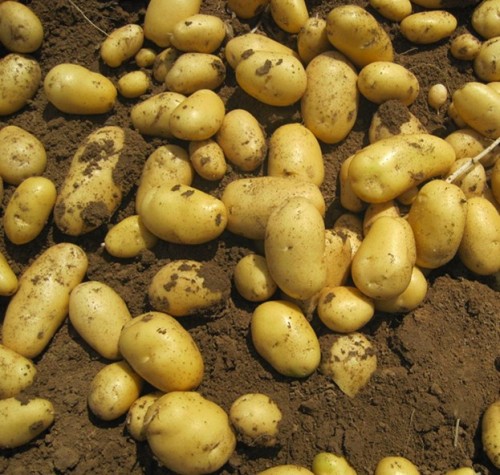 eksport kentang holland segar ke Srilanka