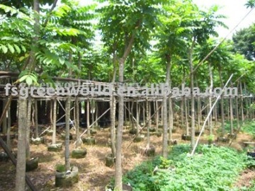Spathodea campanulata nursery