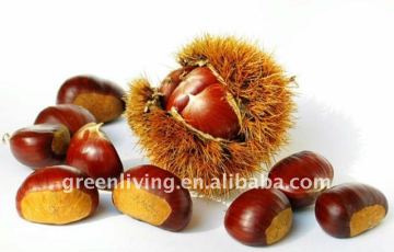 half dried chestnut