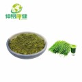 Extracto de cebada de cebada Pearl Barley Grass Powder