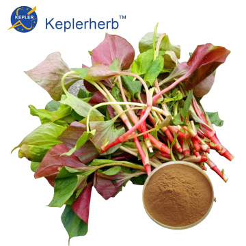 Houttuynia Cordata Extract Powder