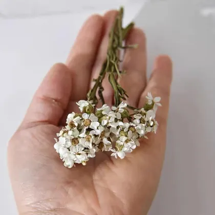 Natural Dried Flowers: White Daisy Flowers for Home Decor