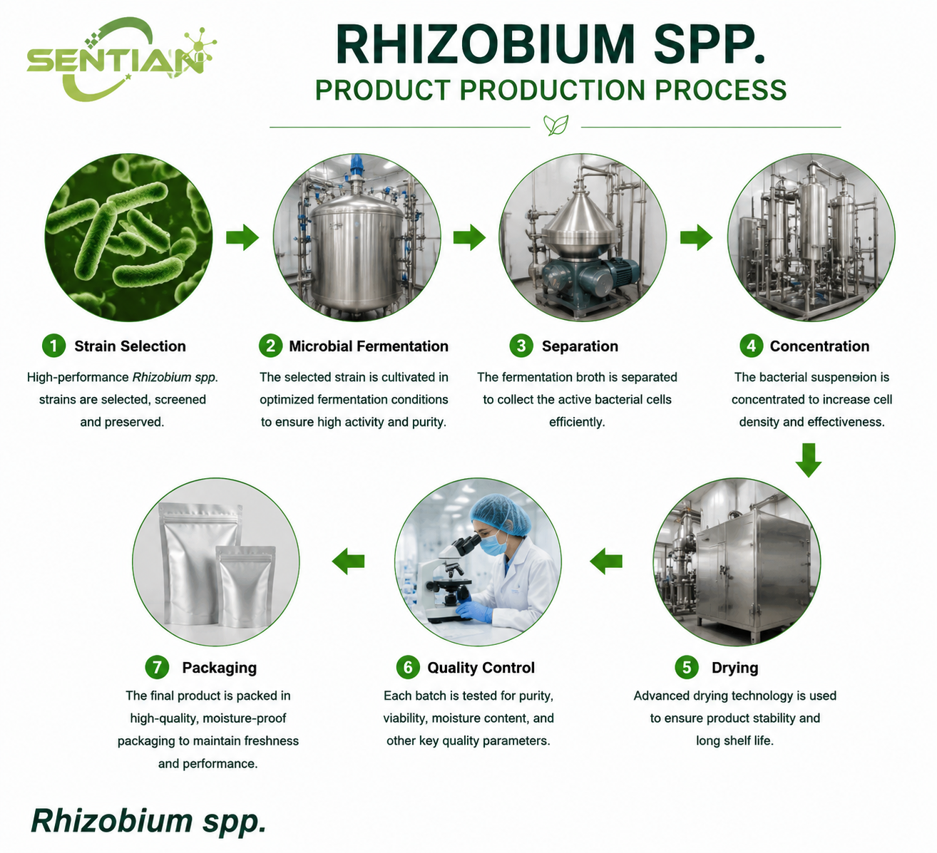 Rhizobium spp.（1）