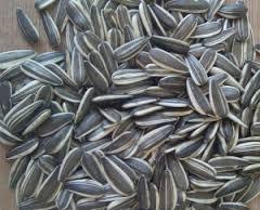 sunflower seeds 5009 In stock hot sale sunflower seeds