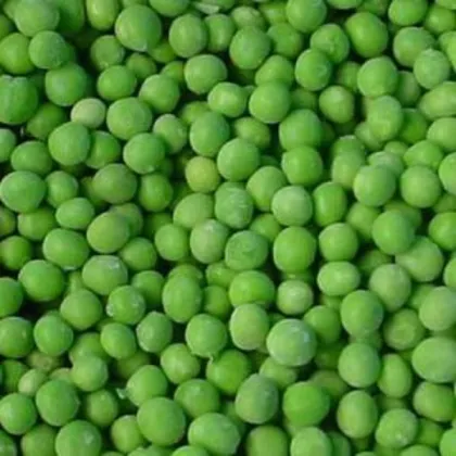 Instant Quick Frozen Green Peas