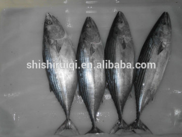 Black Skipjack Tuna (Euthynnus lineatus)
