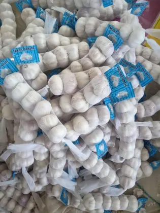 Good quality of new season garlic