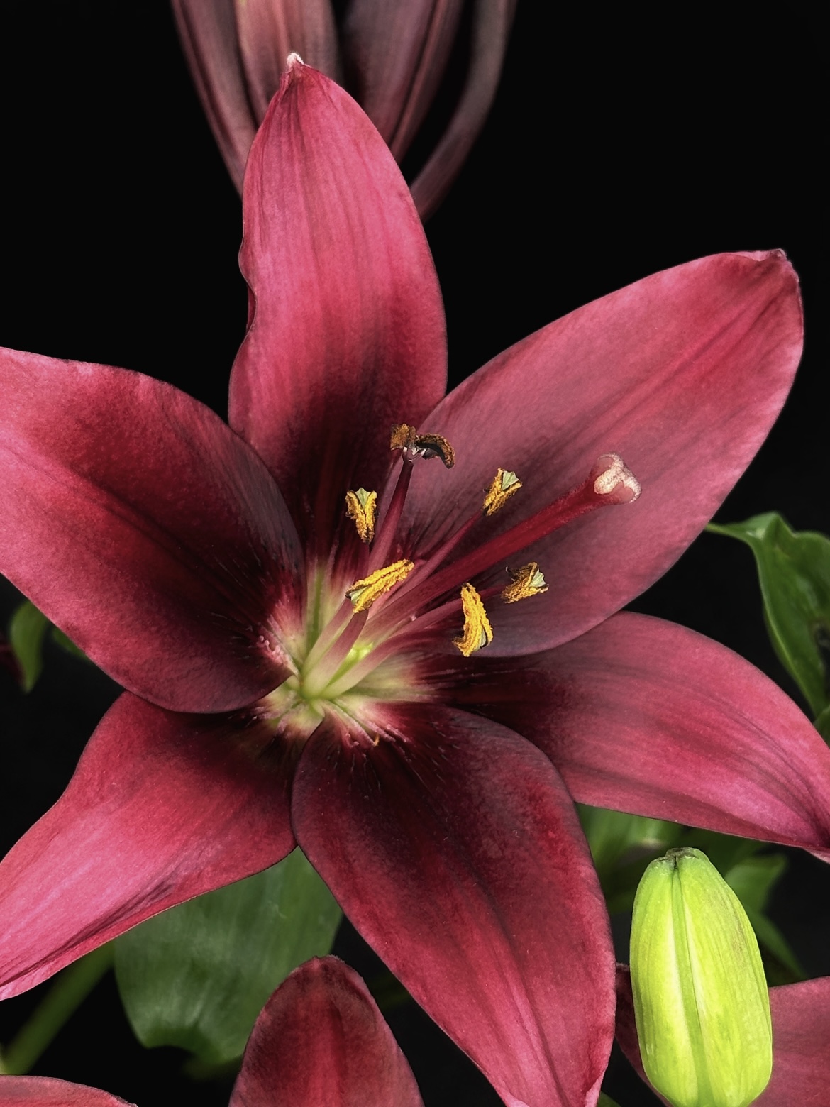 Dark Kingdom Single Lily1
