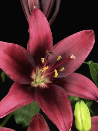 Dark Kingdom Single Lily