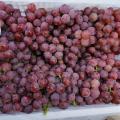 Vermelho globo uva nova colheita pele roxa