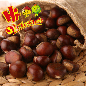 Hebei Fresh Chestnuts--New Crop and best quality