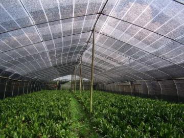 Shade Net